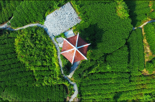 吉首市馬頸坳鎮(zhèn)隘口村是“湘西黃金茶第一村”，被譽為“全國茶旅融合十條精品線路”上的明珠。.gif